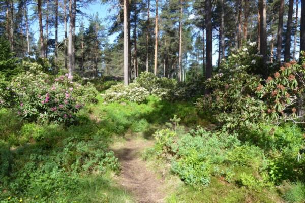 Rododendronpark.