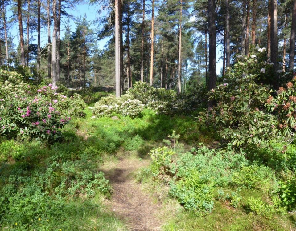 Rododendronpark.