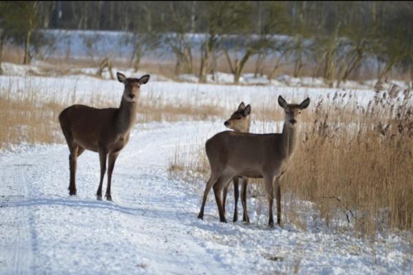 Hjortar i vintrig miljö