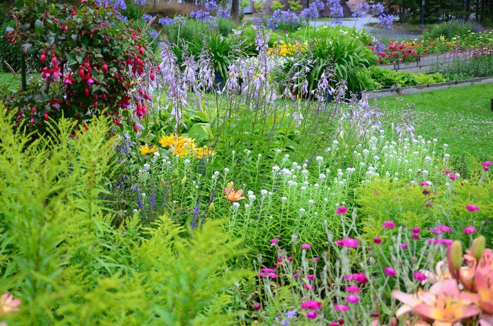 Hosta clausa, nejlika, fuschia och lilja.