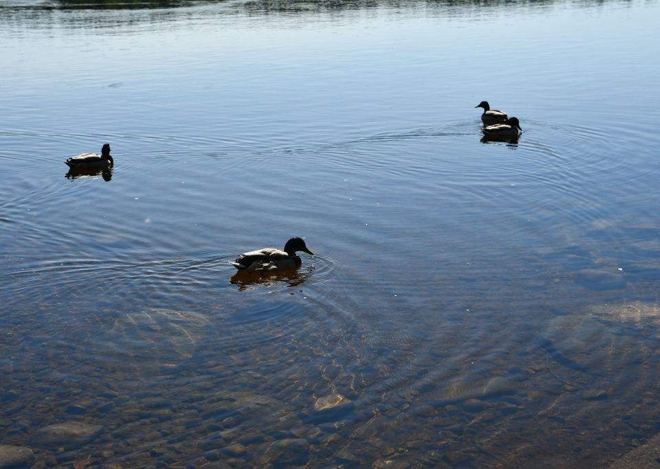 Fåglar i vatten