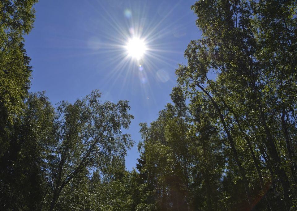 solsken och lövträd