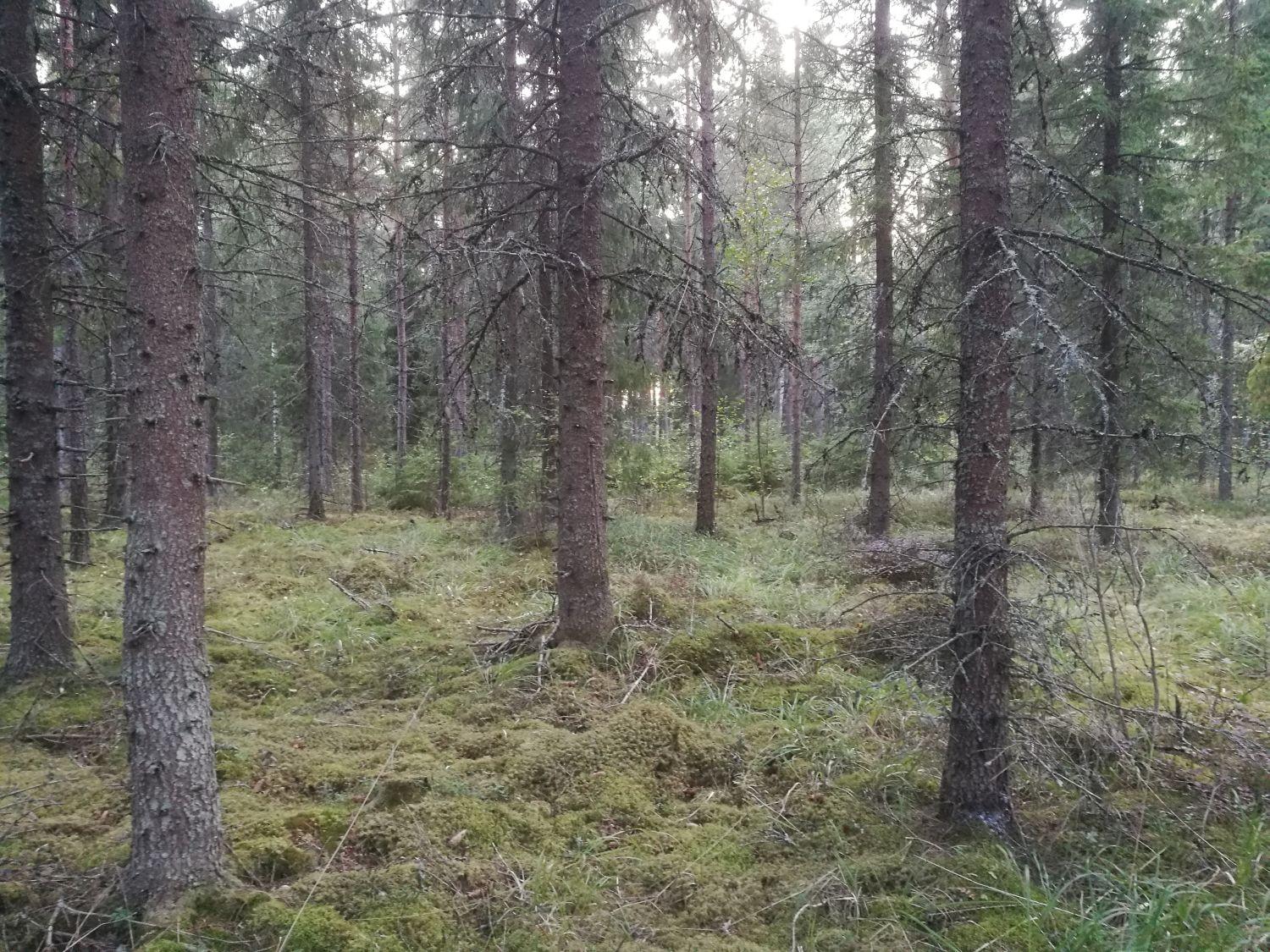 Granskog på bilden.