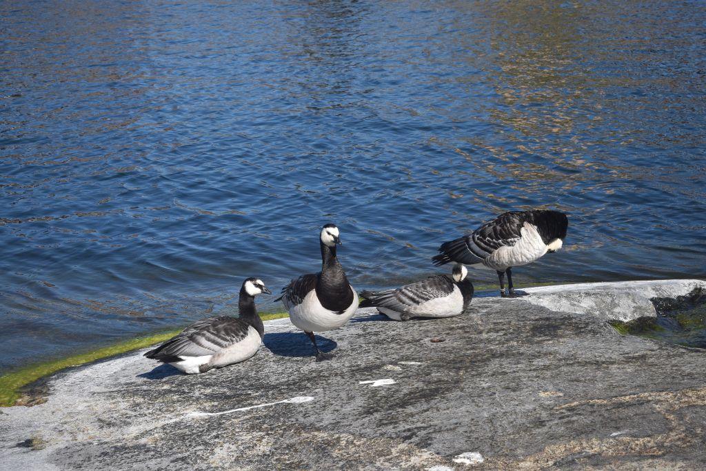 kanadagäss vid havet