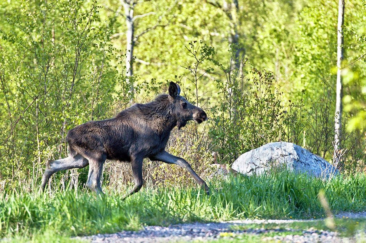 I framtiden får jägarna inte använda sig av blyhaltig ammunition i samband med till exempel älgjakten. Foto: Hangsna/Wikimedia Commons