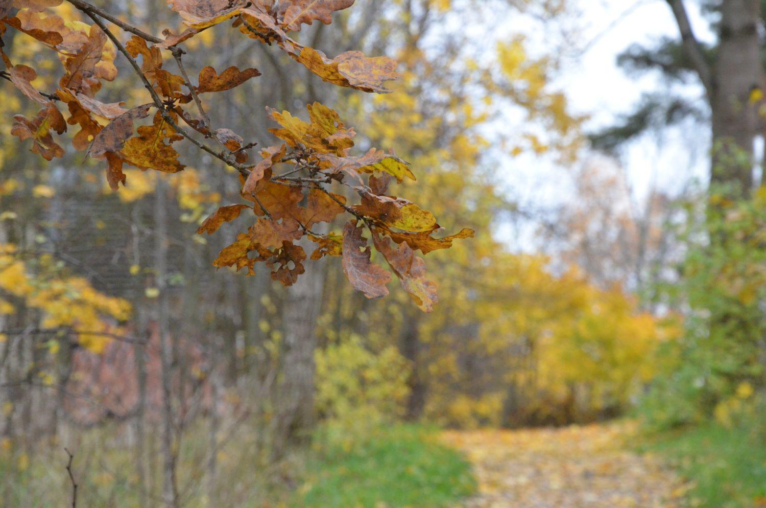 Park i höstfärger.