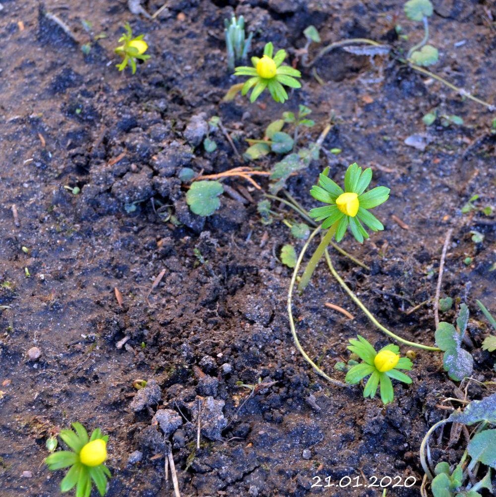 Gröna skott med gula blommor.