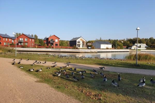 många gäss på ett fotgängarstråk i park