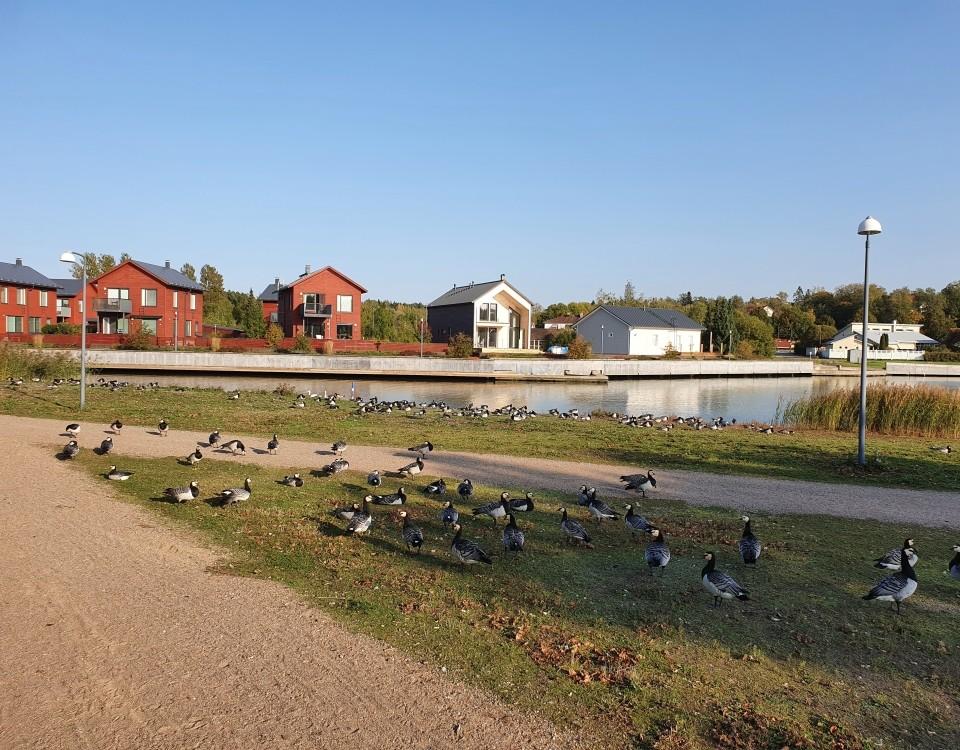 många gäss på ett fotgängarstråk i park