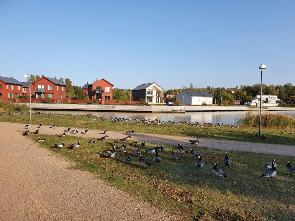 många gäss på ett fotgängarstråk i park