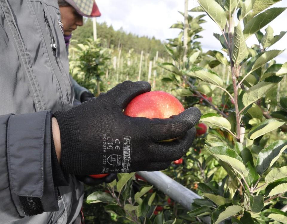 hand med handske håller i ett äpple vid ett äppelträd
