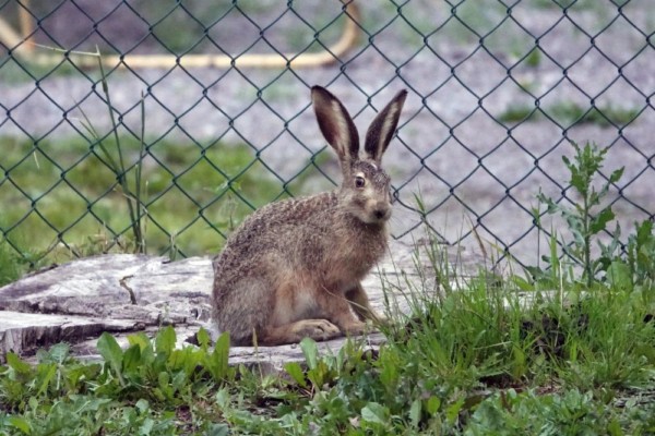 hare vid stängsel