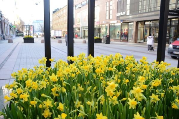 narcisser blommar i lådor på Åbos gågata