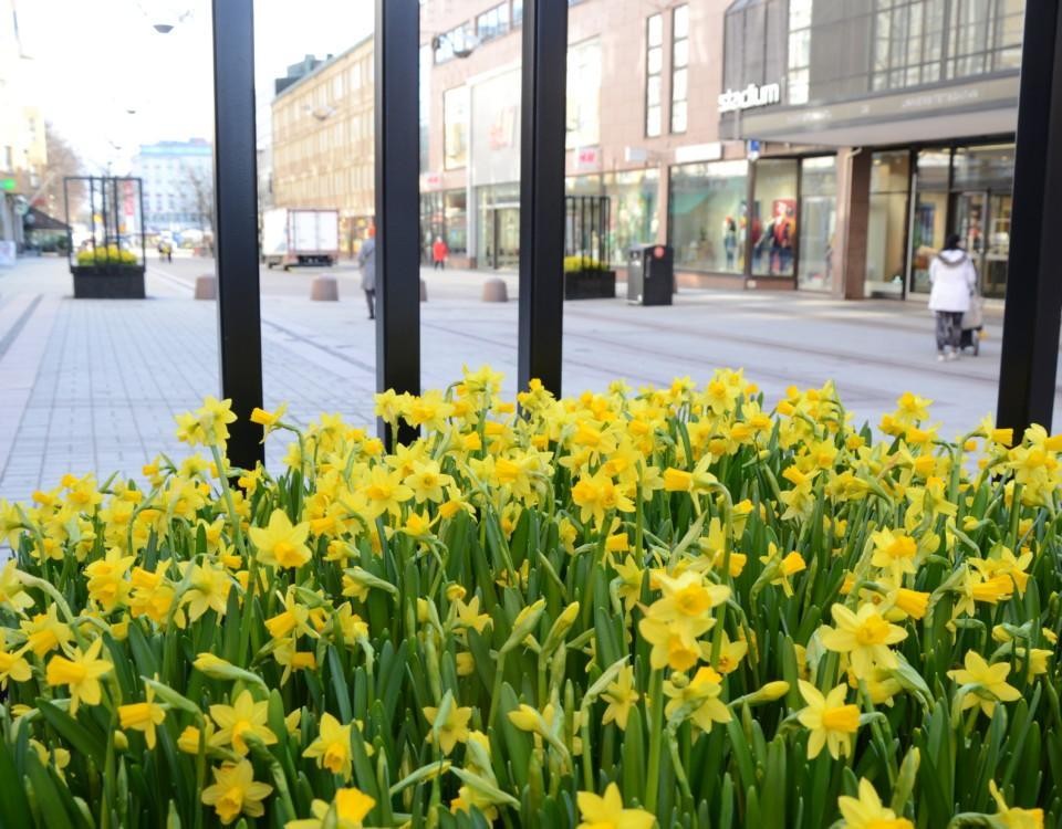 narcisser blommar i lådor på Åbos gågata