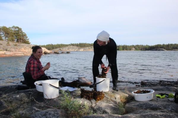 två typer samlar blåstång vid en strand