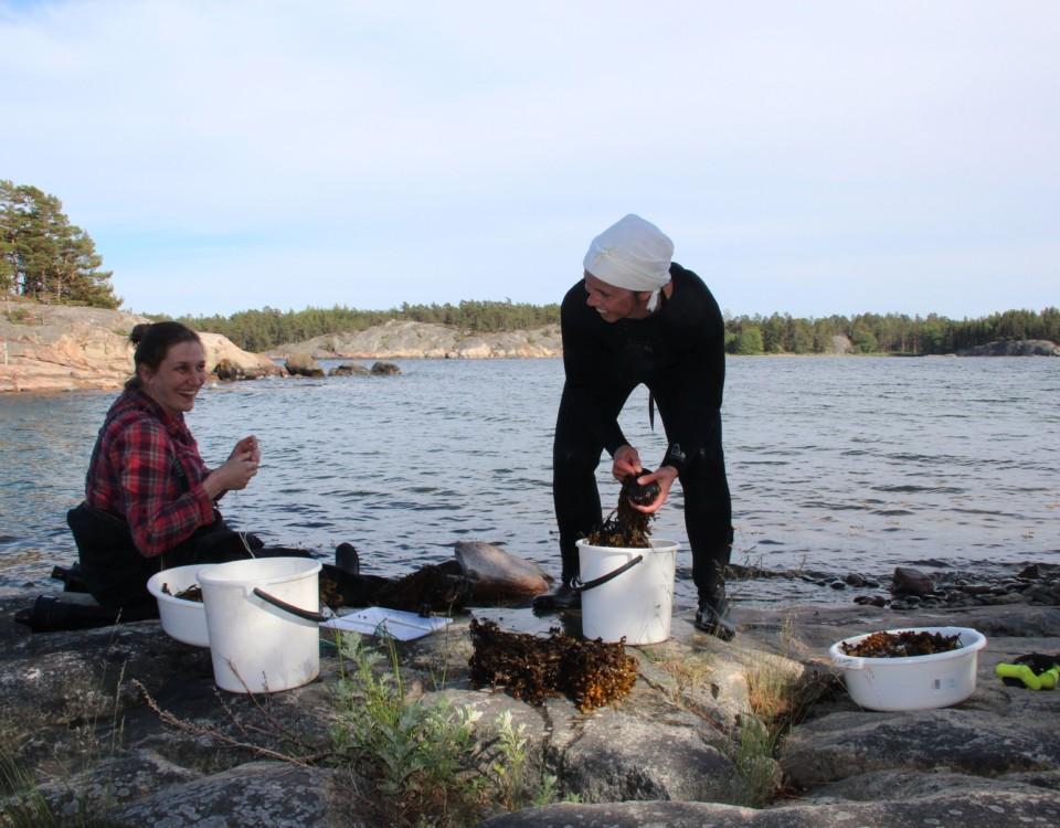 två typer samlar blåstång vid en strand