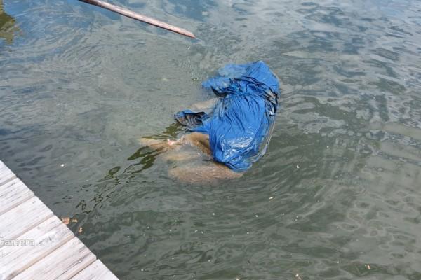 Ett dött hunddjur invirat i plast flyter i vattnet bredvid en brygga.