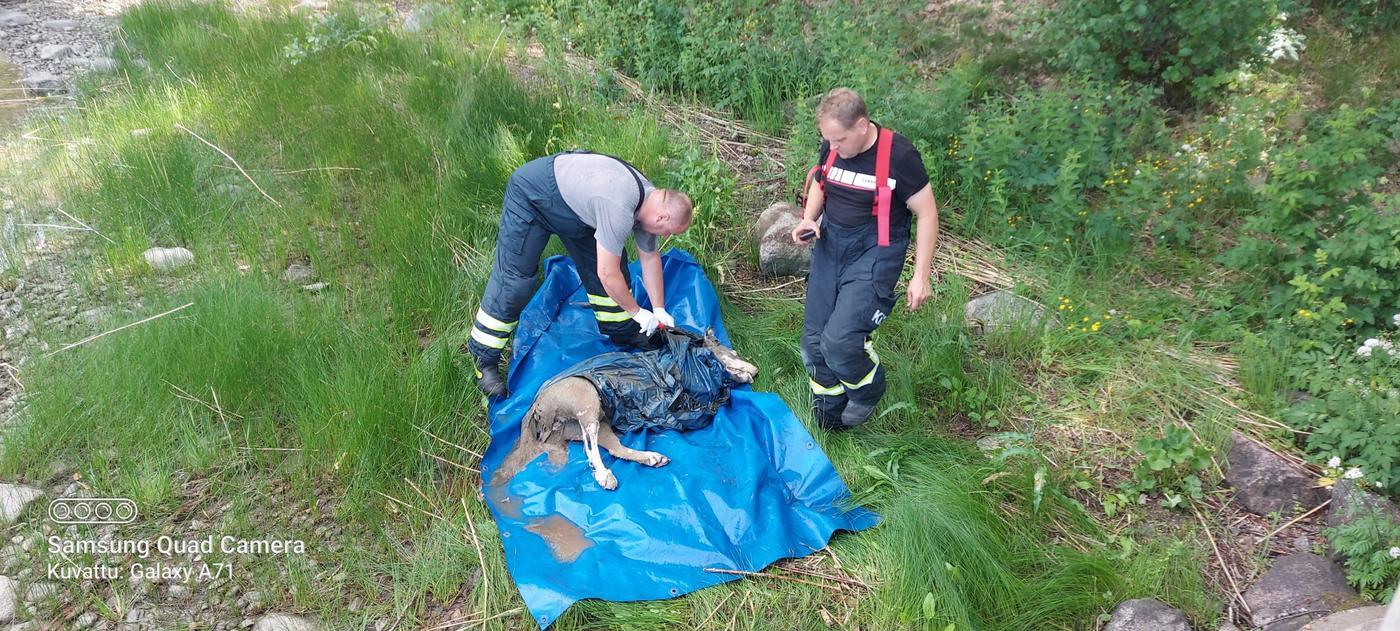 Två män från räddningsverket packar in vargen i plast för att transportera den för undersökning.