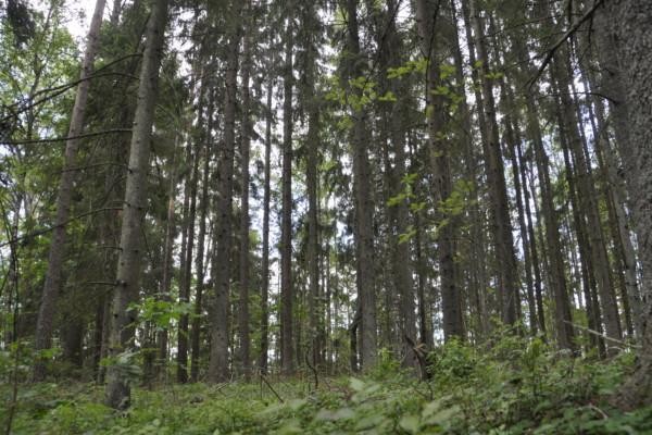 Täta trädstammar i skog