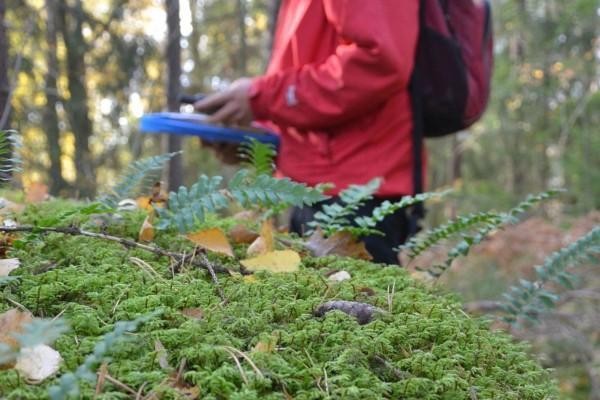 Naturskyddsområdet i Mälikkälä. Bilden är ur en ÅU artikel från några år sedan.