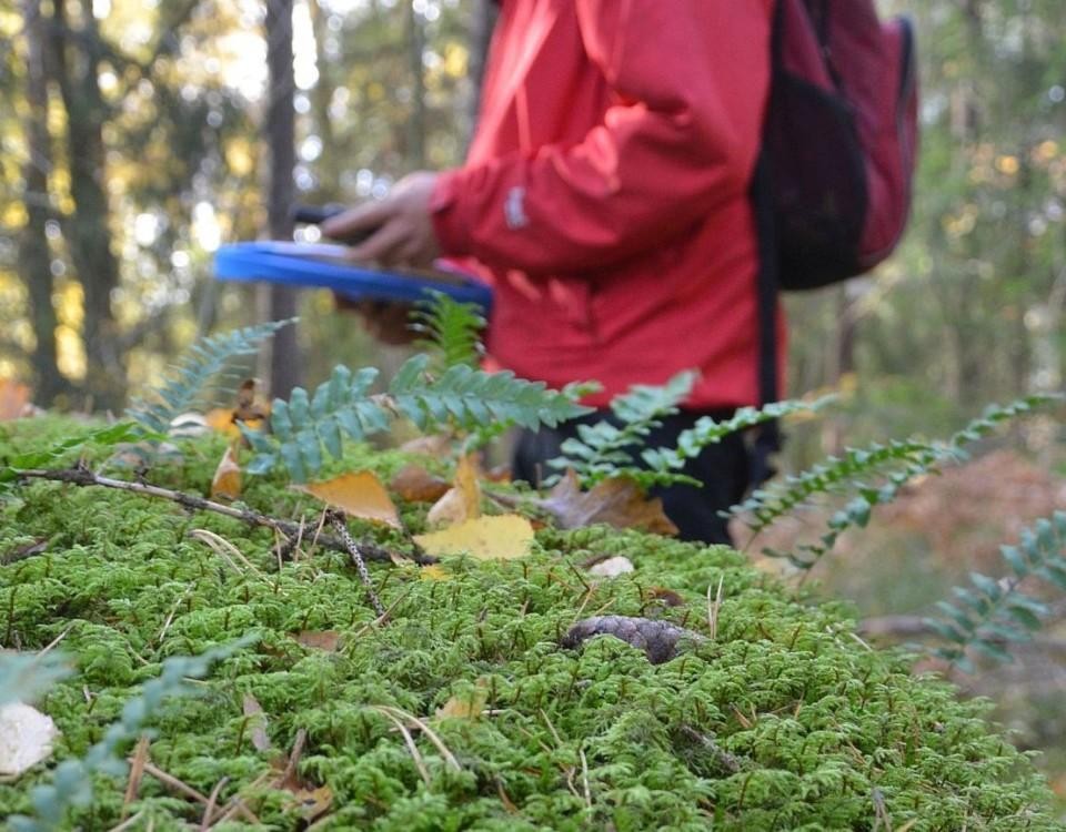 Naturskyddsområdet i Mälikkälä. Bilden är ur en ÅU artikel från några år sedan.