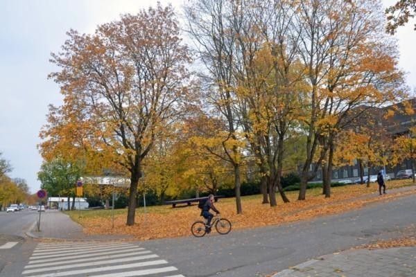 Träd i höstprakt i stadspark