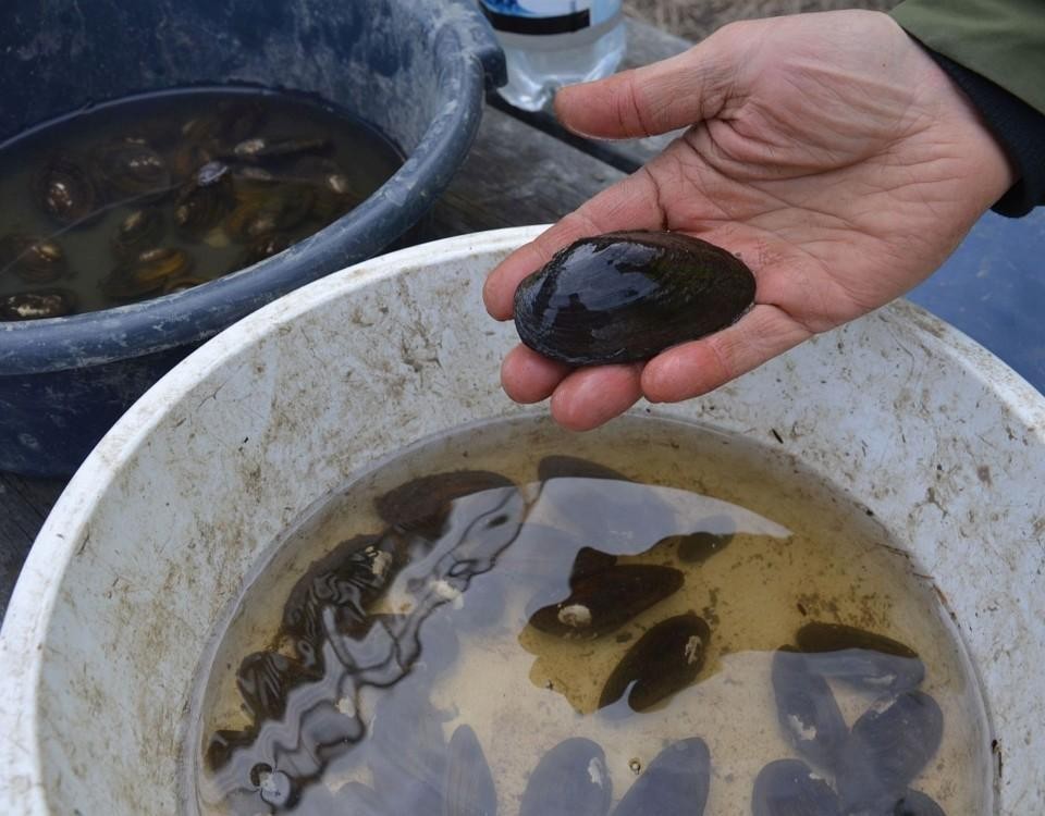 En mussla i en hand och många musslor i plastfat