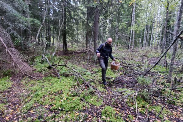 Man med svampkorg som går i skogen