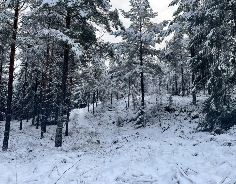 bergigt och snötäckt skogsområde med barrträd