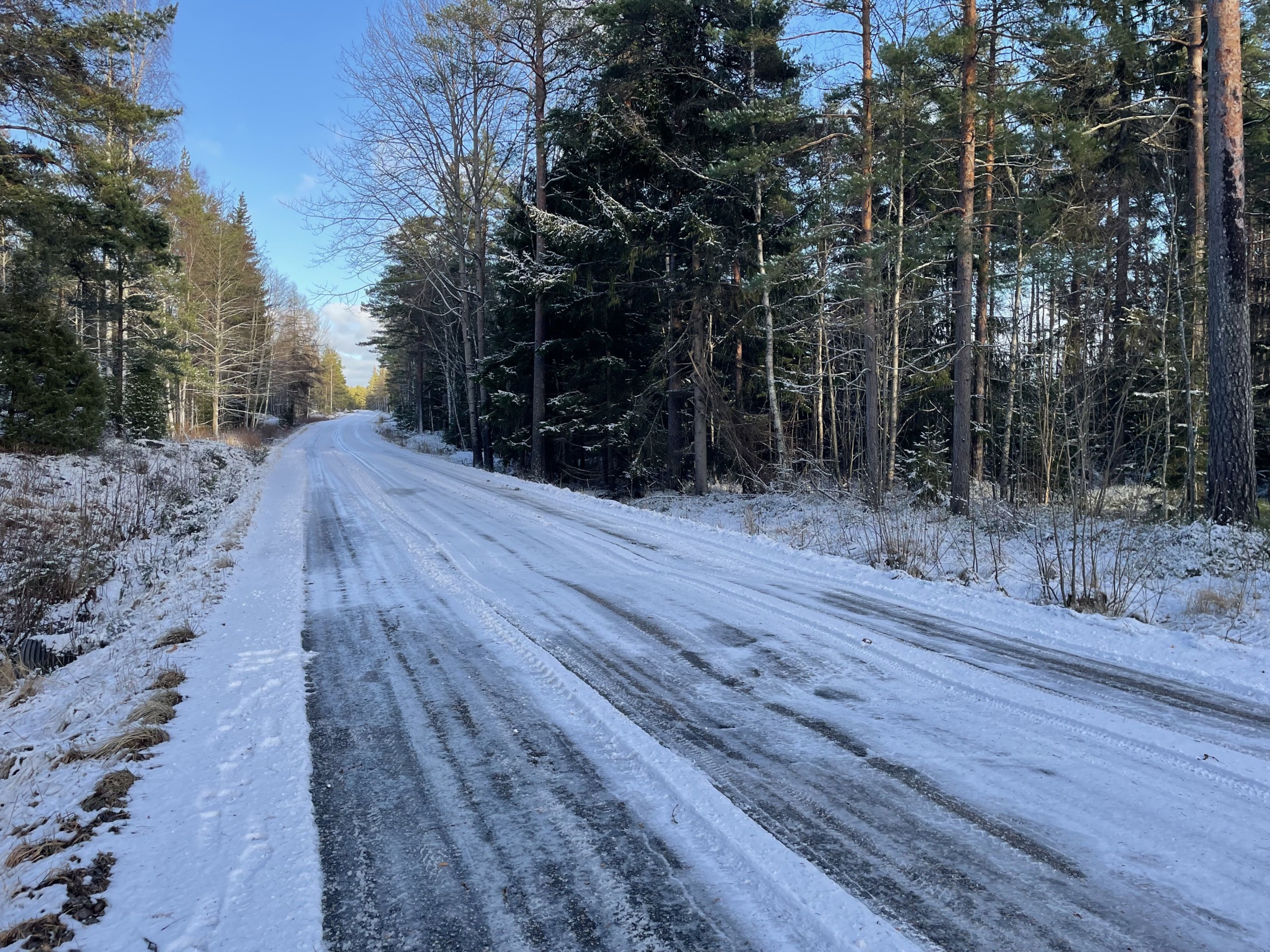 öde asfaltväg genom skog