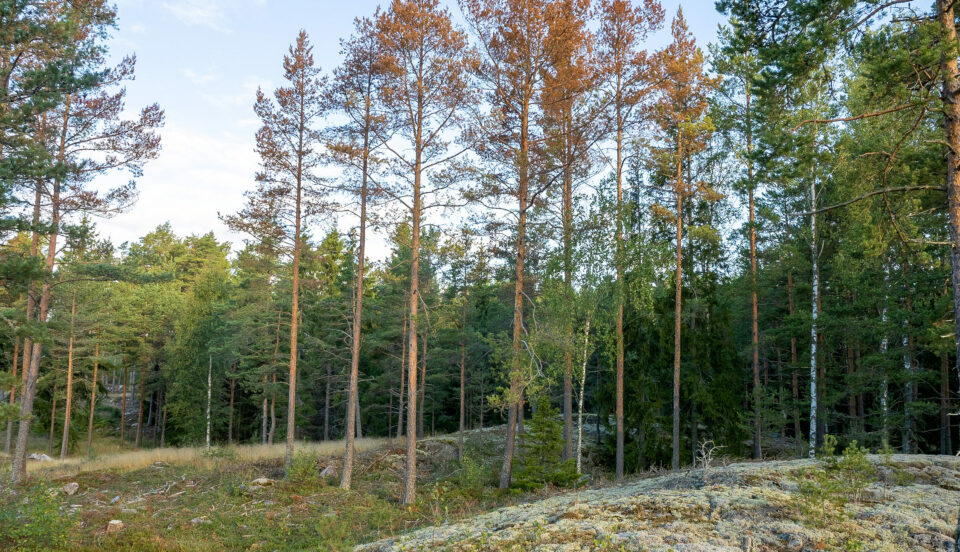 en död tallskog