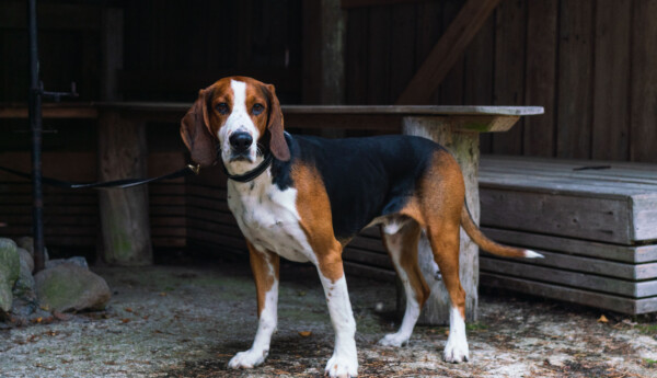 Bild av en hund. Finsk stövare, tre år gammal.