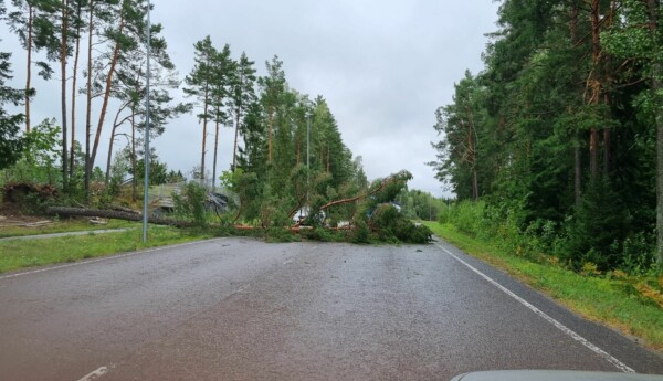 Träd över vägen