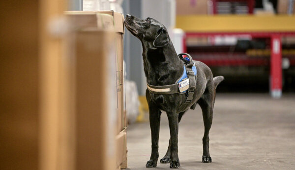 Labradorhund med svart päls nosar på ett stort paket